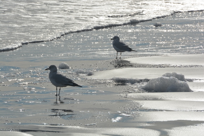 Galveston's west beach